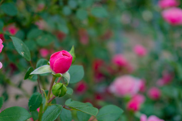 Colorful rose flowers