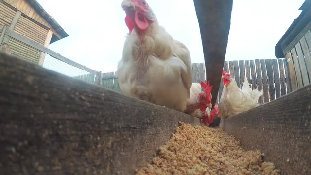 Chickens in the hen house eat food. Extreme shooting on the action camera which lies right in the bowl with food. Lovely chickens look and peck right next to the camera.