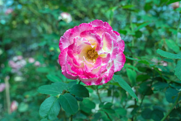 pink rose in the garden