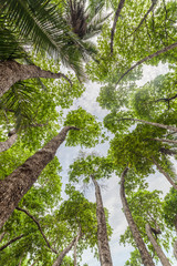 Fototapeta premium Looking up perspective trees in Costa Rica