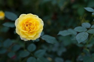 yellow rose in the garden