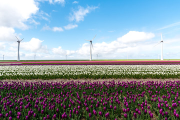 Windmills on the tulip field