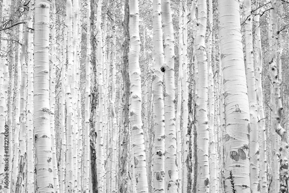 Wall mural black and white aspen trees make a natural background texture pattern in colorado mountain forest la