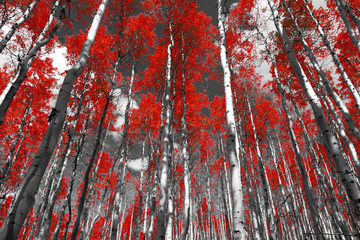 Fototapety  Czerwony las jesiennych drzew osikowych w czarno-białym krajobrazie Gór Skalistych w Kolorado