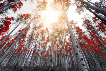 Sunlight shines through the leaves of tall red trees in a thick mountain forest - Powered by Adobe