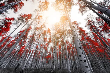 Selbstklebende Fototapeten Sonnenlicht scheint durch die Blätter von hohen roten Bäumen in einem dichten Bergwald © deberarr