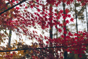 Colorful autumn maple leaves on a tree branch