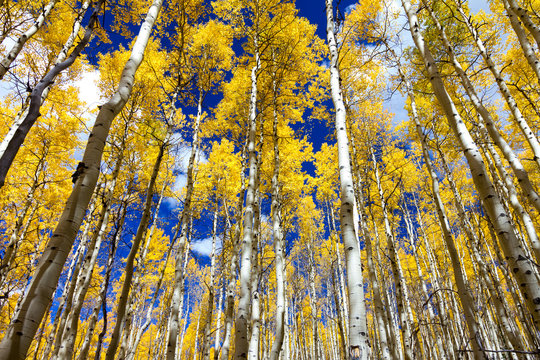 Golden yellow forest of fall aspen trees in a black and white Colorado Rocky Mountain landscape