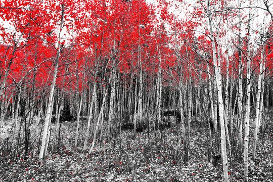 Fototapeta Red leaves on fall trees in a black and white forest landscape