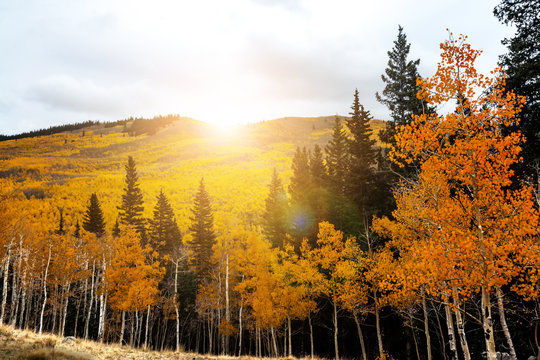Fototapeta Sunlight glows behind golden aspen trees in Colorado Rocky Mountain forest landscape scene