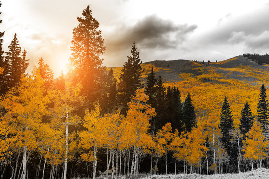 Fototapeta Sunlight shines through golden yellow trees in a black and white mountain forest landscape