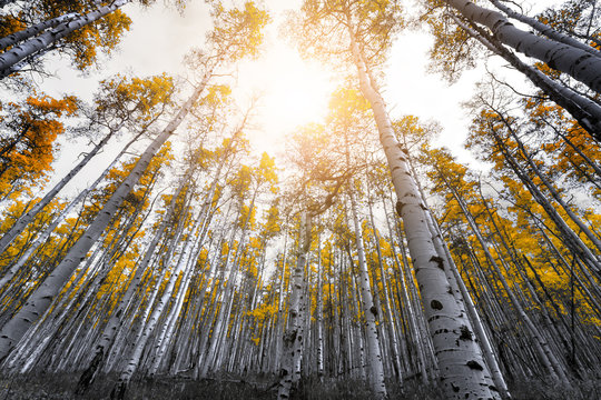 Fototapeta Sunlight shines through the canopy of golden yellow aspen tree leaves in a thick forest in the Colorado Rocky Mountains