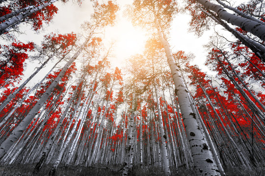 Fototapeta Sunlight shines through the leaves of tall red trees in a thick mountain forest