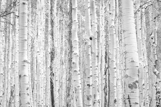 Black and white aspen trees make a natural background texture pattern in Colorado mountain forest landscape scene