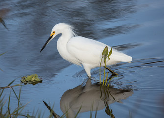 snowy egret hunting on a cold day in the wetlands