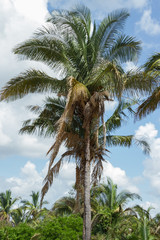 Babassu Palm in Piaui, Brazil