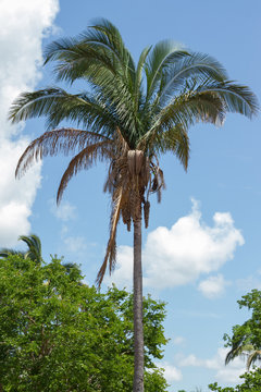 Babassu Palm in Piaui, Brazil