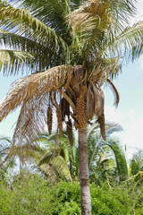 Babassu Palm in Piaui, Brazil