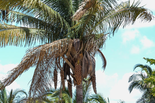 Babassu Palm in Piaui, Brazil