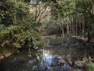 The River in the forest