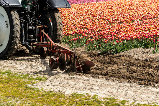 Tractor harrowing the tulip field