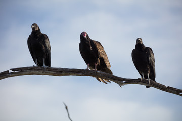three vultures perched high above the wetlands looking at you