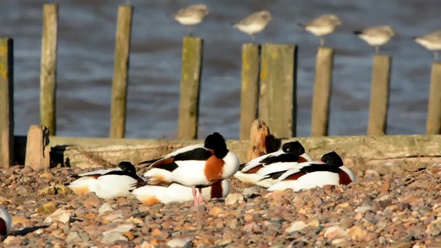 Shelduck, Common Shelduck, Tadorna tadorna