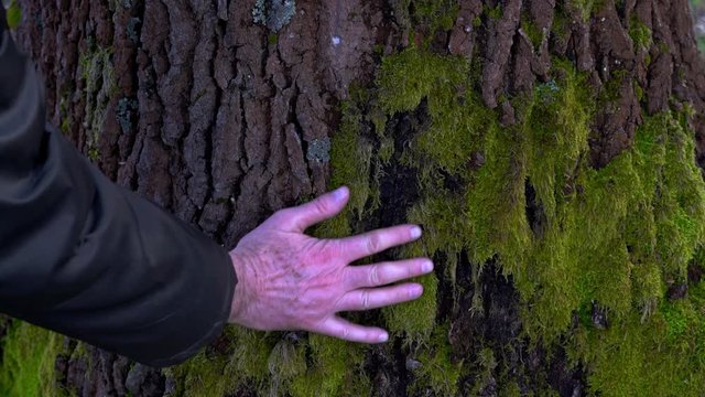 Man touches the hand of moss on a tree - (4K)