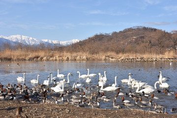 白鳥飛来地　御宝田遊水地
