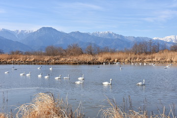 白鳥飛来地　御宝田遊水地