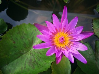 Lotus Purple flower beautiful in the peaceful pond