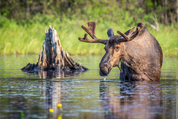 A bull moose eating lily pads in the lake in early morning. Shot in Algonquin Provincial Park,...