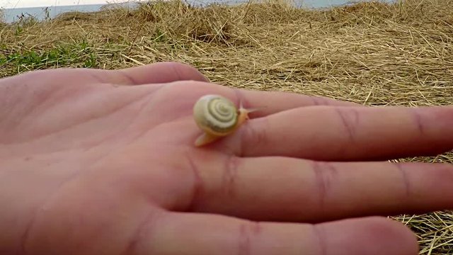 Snail on Hand.