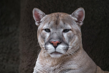 Portrait of a predator. The young cougar sits sideways against the background of a dark stone wall.Front view.