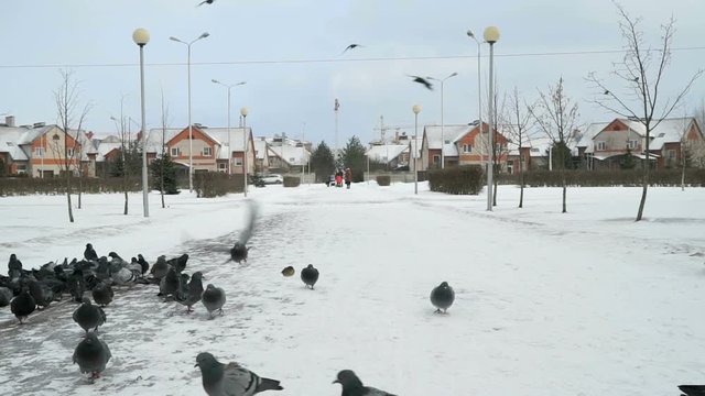 Flock of pigeons eating switchgrass in the urban park in cold winter outdoors