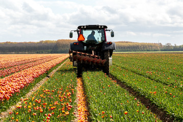 Tractor harvesting the tulips on the field