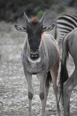 Wildebeest at sunset in the wild