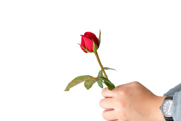 Valentine concept, Man hand holding red rose on white background