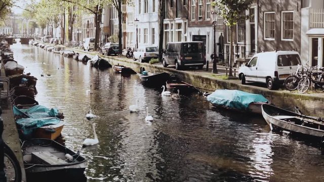 Amsterdam, Netherlands. river with water birds and boats. Wonderful scenery of wild swans and ducks in autumn city plase