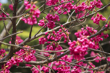 長崎公園の緋寒桜