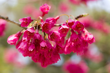 長崎公園の緋寒桜