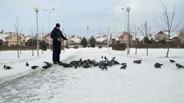 Man dressed in a blue jacket feeding big flock of pigeons in a city park on a cold winter day