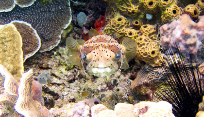 Starry Eyed Pufferfish in Cozumel