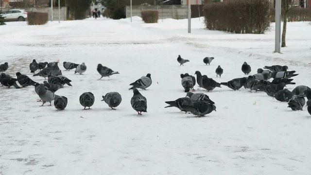 Flock of pigeons eating switchgrass in the urban park in cold winter outdoors