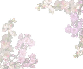 春の梅の花