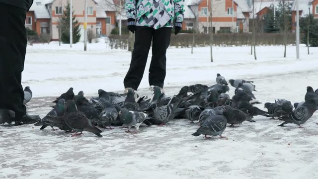 People feeding big flock of pigeons in a city park on a cold winter day