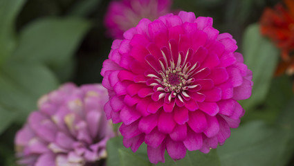 close up chrysanthemum