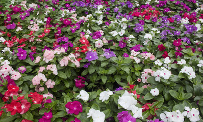 Fototapeta premium Beautiful phlox