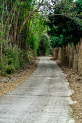 Concrete road with tropical forest