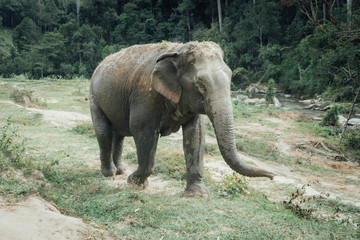 elephant in thailand